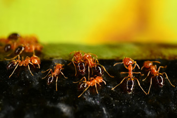 Red ants on the black granite surface