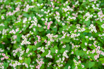 Buckwheat flowers named Tam Giac Mach in Ha Giang, Viet Nam. A famous flower for Dong Van karst plateau global geological park