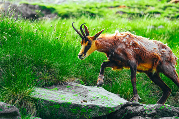 Wild alpine goat portraiture, green mountain nature on the background.
