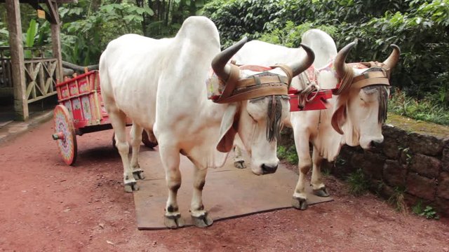 Two oxen strapped to cart