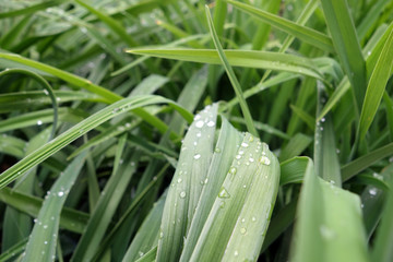 Green grass with dew drops on it.