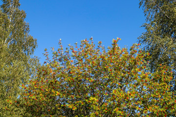 green foliage against blue sky, Finland