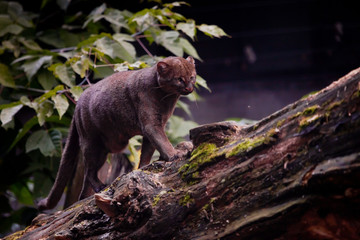 American jaguarundi cat on a background of foliage is walking on a tree.