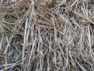 background texture of natural golden straw