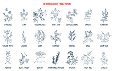 Best herbs for muscle relaxation - obrazy, fototapety, plakaty