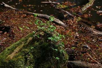 《十二湖の四季》青森県深浦町
