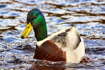 Close up of a male mallard duck paddling in a river blowing a bubble of water from his beak
