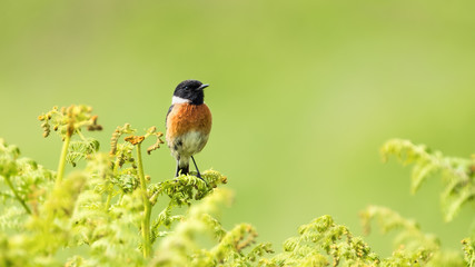 Stonechat perched on green bracken with a creamy out of focus background