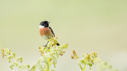 Stonechat showing plumage while perched on green fresh bracken with a creamy green out of focus background