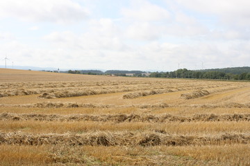 Erntezeit im Hunsrück