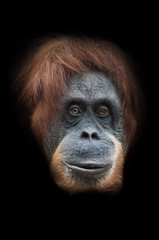 physiognomy..Face  a smart orangutan isolated on black background