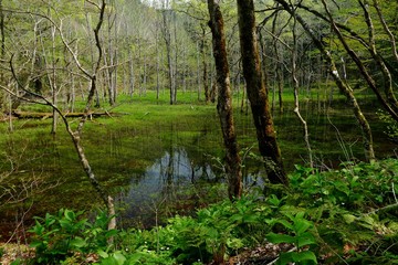 《十二湖の四季》青森県深浦町