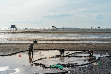 Sunrise on oyster raising field with workers working on the field in Dong Chau beach, Thai Binh, Vietnam