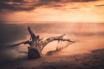 sunset beach tree trunk