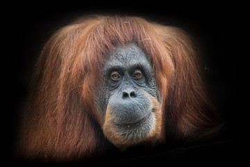Obraz premium Irony and skepticism. Face a smart orangutan isolated on black background
