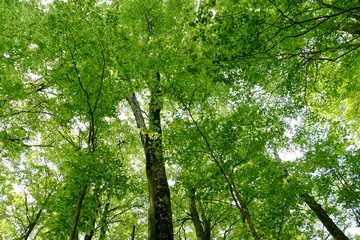 《十二湖の四季》青森県深浦町