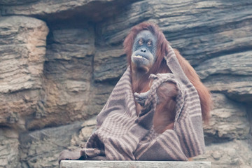 Fototapeta na wymiar clothes (cape) of a smart orangutan of a female similar to a wanderer.