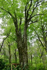 《十二湖の四季》青森県深浦町