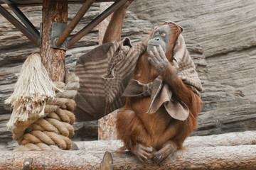 clothes (cape) of a smart orangutan of a female similar to a wanderer.