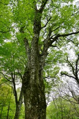 《十二湖の四季》青森県深浦町