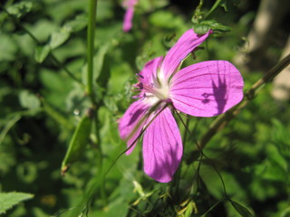 Obraz premium violet