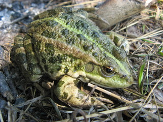 toad