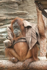 clothes (cape) of a smart orangutan of a female similar to a wanderer.