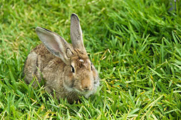 bunny