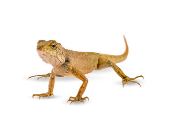 chameleon isolated on white background