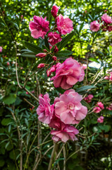 Twigs with flower buds terry, pink oleander on the background of green leaves in the garden