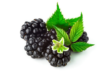 blackberry with green leaf isolated on white background