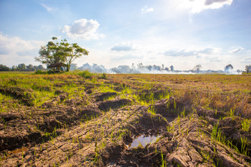 Obraz premium Fire burns stubble on the rice field to perpare for cultivation