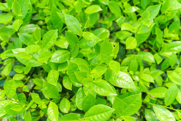 Fresh green tea leaves and buds in a tea plantation in morning