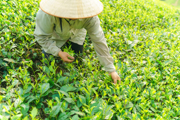 Tea plantation with Vietnamese woman picking tea leaves and buds in early morning