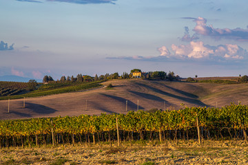 Tuscany fields and olive groves at sunrise