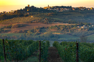 Tuscany fields and olive groves at sunrise