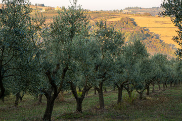 Tuscany fields and olive groves at sunrise