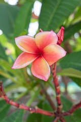 Frangipani Flower Or Leelawadee