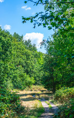 Path In Dutch Forest during summer