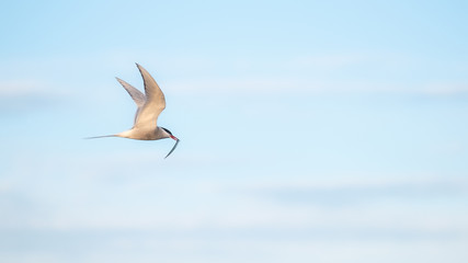 Fototapeta na wymiar Arctic tern flying with a fish in his beak to try and attract a mate