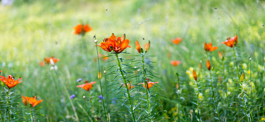 Bunte Blumenwiese in den Bergen Venetiens