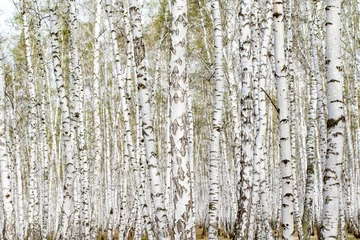 Fotobehang White birch trees forest background, spring. © Prikhodko