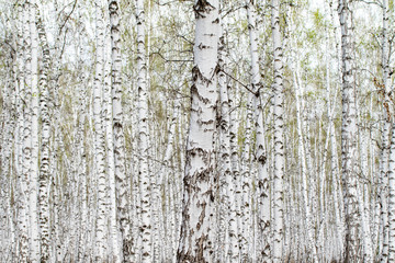 White birch trees forest background, spring.