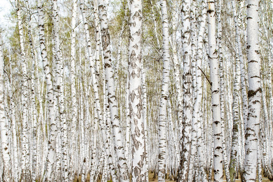 White birch trees forest background, spring.