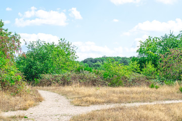 A Path In Dutch Forest