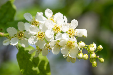 Flowers white cherry in the green leaves of the tree.