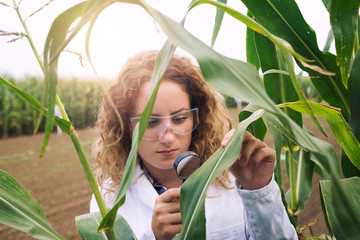 Shot of highly concentrated female agronomist expert carefully observing corn crops with magnifier glass in the field looking for disease and checking health.