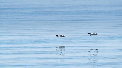 Two shelducks flying in formation over the ocean