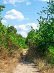 A Path In Dutch Forest