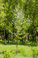 Apple orchard in bloom. White flowers of apple trees, green leaves close up.
